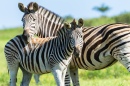 Zebras