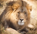 Large Lion