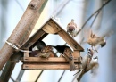 Cheerful Apartment For the Birds