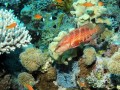 Shelenyat Reef, Red Sea, Egypt