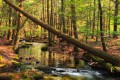 Bald Eagle State Forest