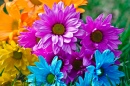 Bright Flowers