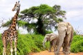 Giraffe and Elephants in South Africa