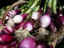 Salad Onions