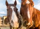 Two Horses Eating Hay