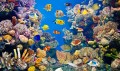 Colorful Aquarium