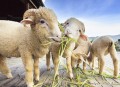 Merino Sheep