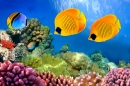 Masked Butterflyfish