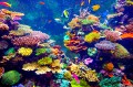 Coral Reef and Tropical Fish