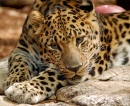 Amur Leopard