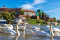 Swans near Wawel Castle, Poland