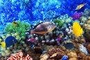 Coral and Fish, Red Sea, Egypt