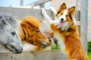 Pony and Sheltie