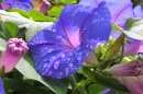 Morning Glory Flower