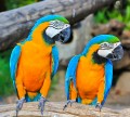 Colorful Macaw