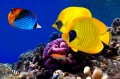 Masked Butterflyfish