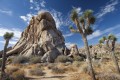 Joshua Trees In Mojave Desert, California