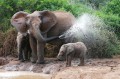 African Elephant Mother and Baby