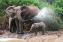 African Elephant Mother and Baby