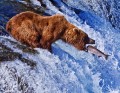 Grizzly Bear at Katmai NP, Alaska