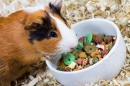 Guinea Pig