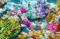 Corals and Tropical Fish