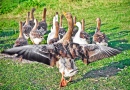 Goose Protecting Its Flock