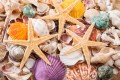 Seashells and Starfish