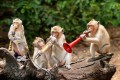 Monkeys in Thailand