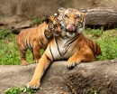 Mother and Baby Tiger