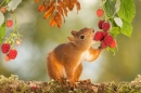 Red Squirrel