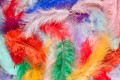 Colored Feathers