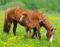 A Horse with a Foal