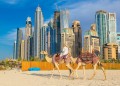 Camel in front of Dubai Marina