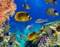 Coral Reef in the Red Sea