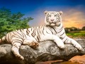 White Bengal Tiger