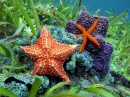 Common Comet Star & Cushion Sea Star