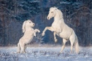 Andalusian Stallion with Shetland Pony