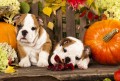 English Bulldog Puppies