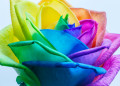 Rainbow Rose