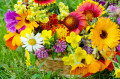 Beautiful Flowers in a Basket