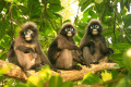 Spectacled Langurs, Wua Talap Island, Thailand