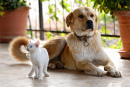 A Dog and a Cat