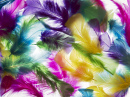 Colored Feathers