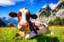 A Cow in the Austrian Mountains