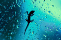 Gecko Resting on a Window