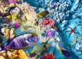 Corals and Tropical Fish