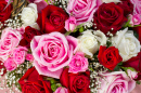 Red and Pink Roses