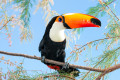 Toco Toucan