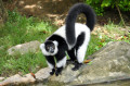 Black and White Ruffed Lemur